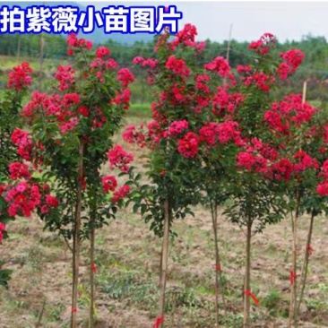 园林工程绿化苗木紫薇树苗百日红紫薇大红花紫薇红火箭紫薇