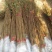 园林工程绿化苗木紫薇树苗百日红紫薇大红花紫薇红火箭紫薇