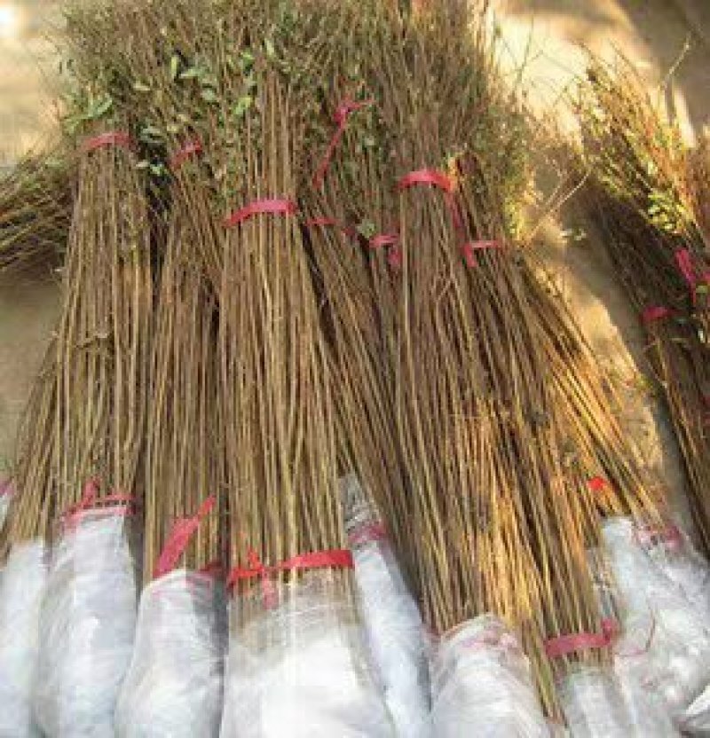 园林工程绿化苗木紫薇树苗百日红紫薇大红花紫薇红火箭紫薇