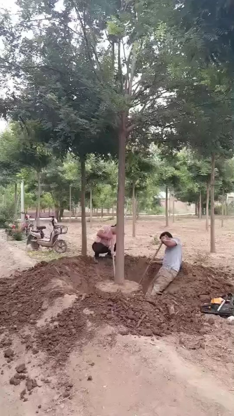 国槐