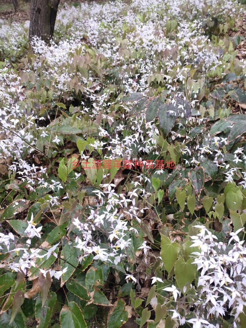 淫羊藿种苗秦岭山区基地直供，全国保湿邮寄