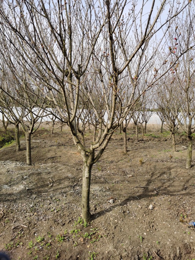 樱花10公分，12公分樱花，8公分樱花，樱花价格
