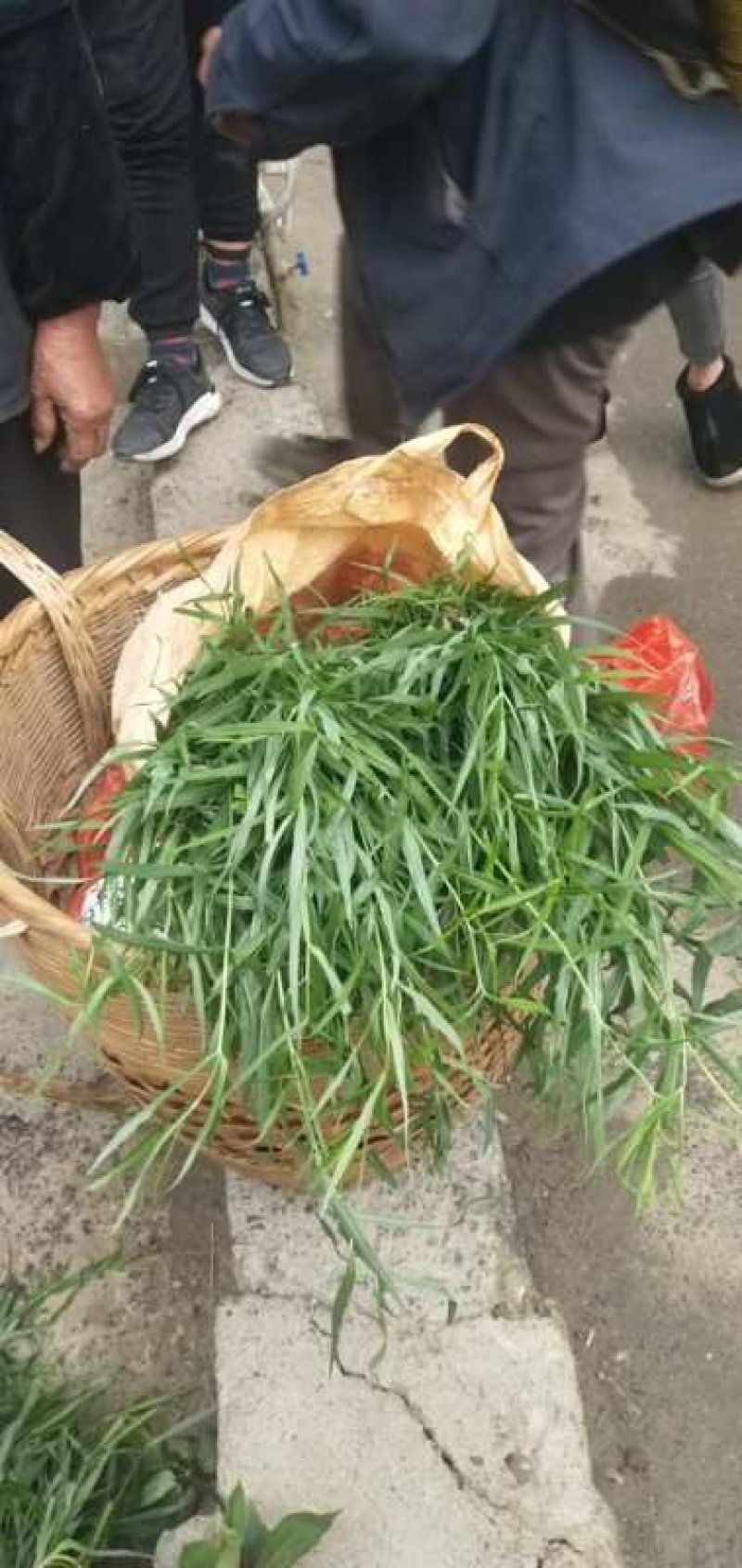 黄精野生！湖南货源大量有货