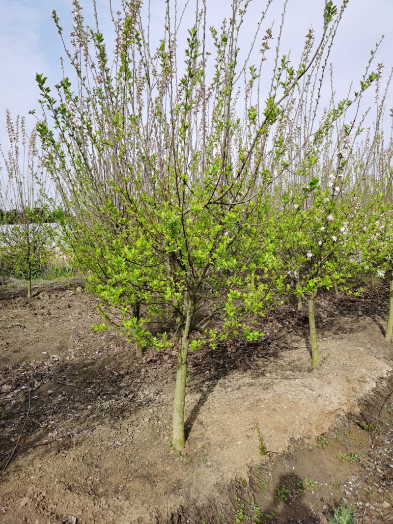 紫薇5公分，6公分紫薇，8公分紫薇，10公分