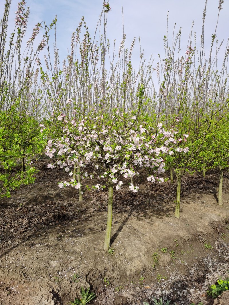 紫薇5公分，6公分紫薇，8公分紫薇，10公分