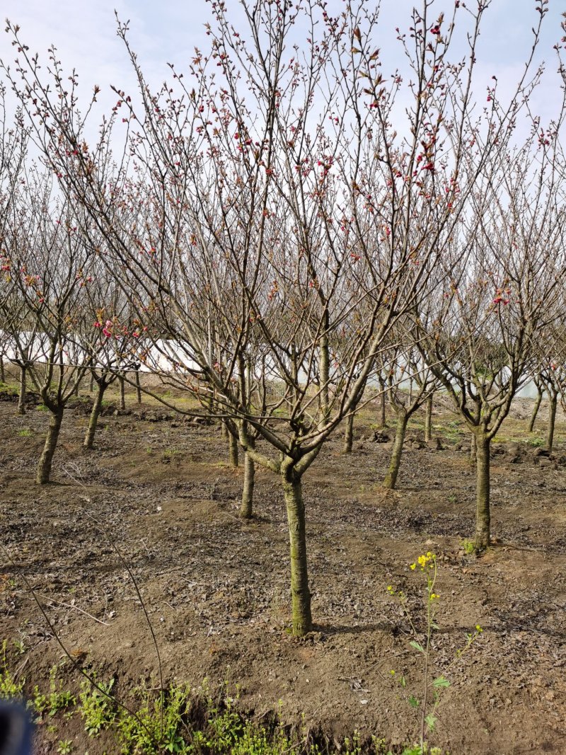 紫薇5公分，6公分紫薇，8公分紫薇，10公分
