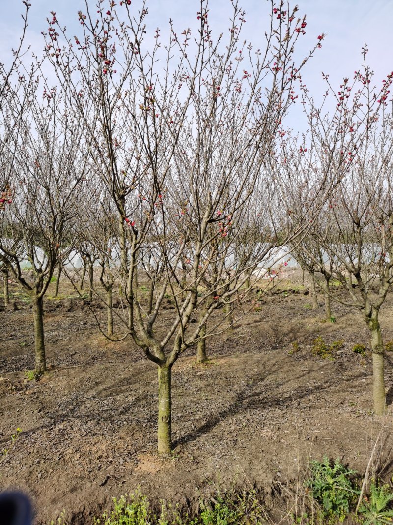 紫薇5公分，6公分紫薇，8公分紫薇，10公分