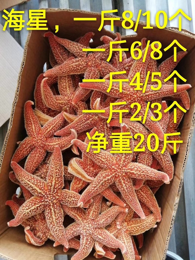海星，大小规格，籽粒饱满，品质保证，各地冷链发货欢迎垂询