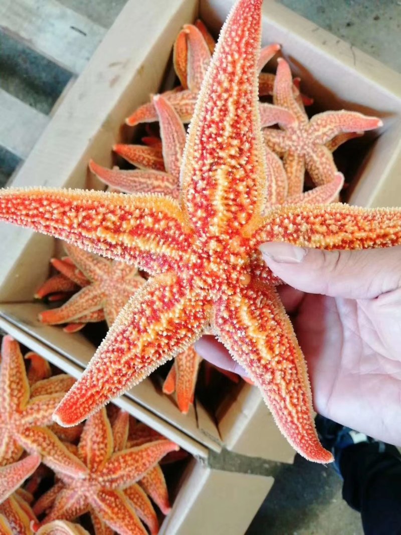 海星，大小规格，籽粒饱满，品质保证，各地冷链发货欢迎垂询