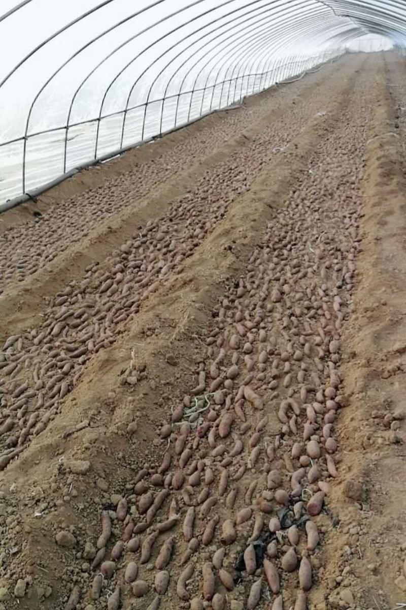 高淀粉型的脱毒济薯25红薯苗。批发价出售啦