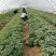 脱毒原种济薯26（板栗薯）红薯苗全国可发都是批发价