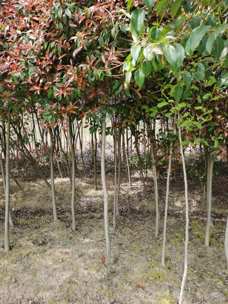 红叶李，5公分，6公分红叶李，8公分红叶李价格
