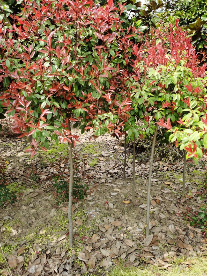 红叶李，5公分，6公分红叶李，8公分红叶李价格