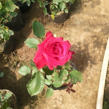 大花月季，品种月季，月季花杯苗，月季大杯苗