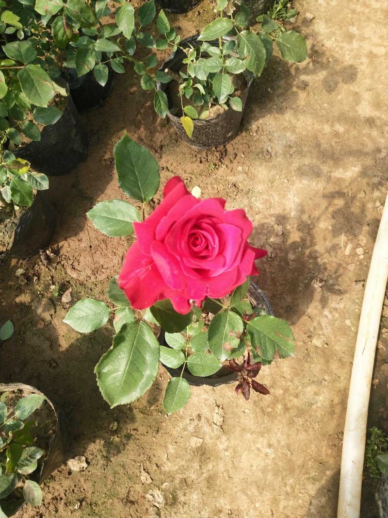 大花月季，品种月季，月季花杯苗，月季大杯苗