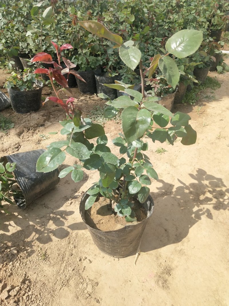 大花月季，品种月季，月季花杯苗，月季大杯苗