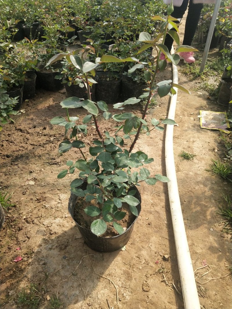 大花月季，品种月季，月季花杯苗，月季大杯苗