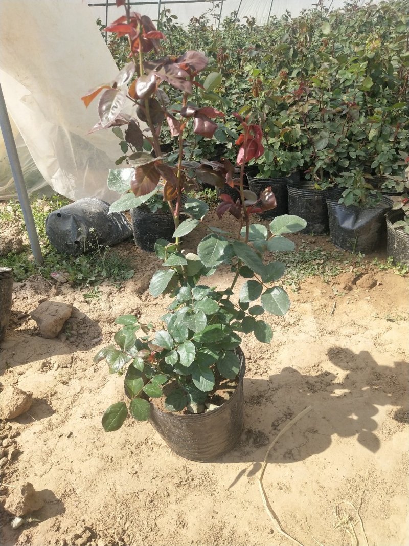 大花月季，品种月季，月季花杯苗，月季大杯苗