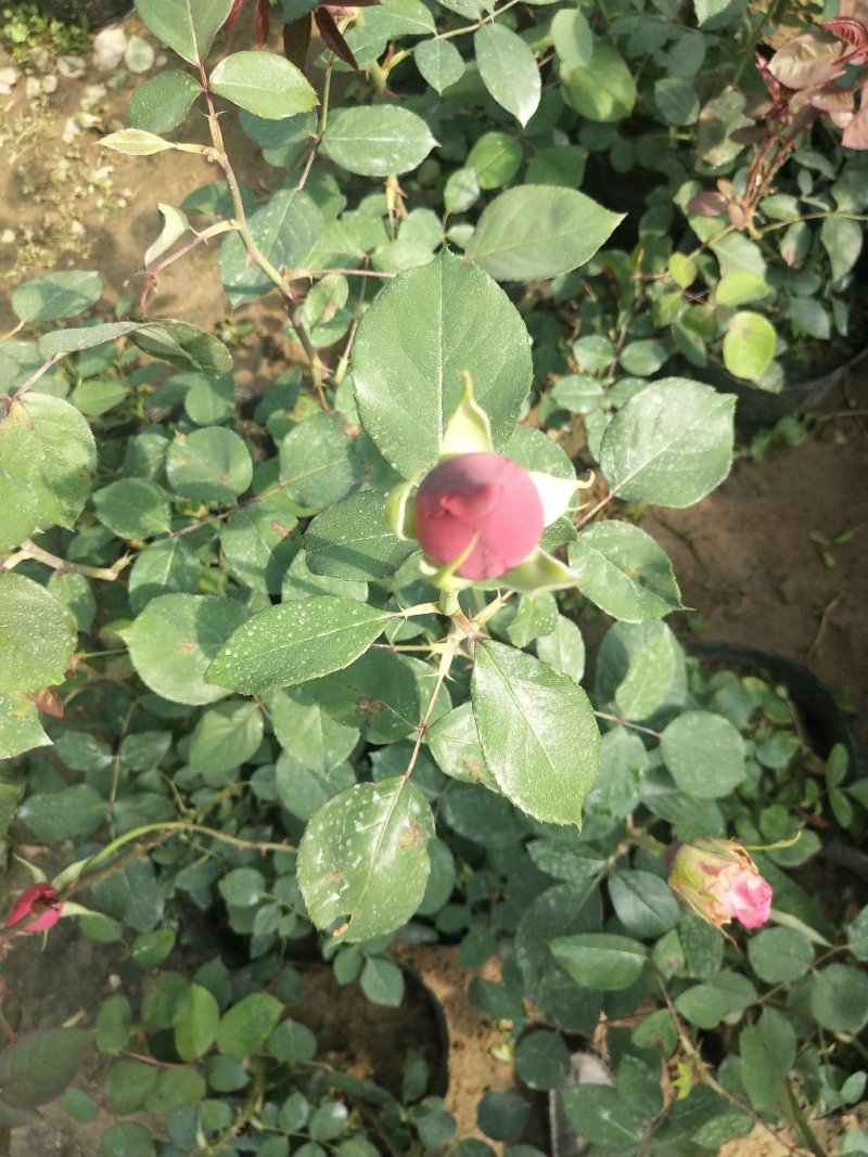 大花月季，品种月季，月季花杯苗，月季大杯苗