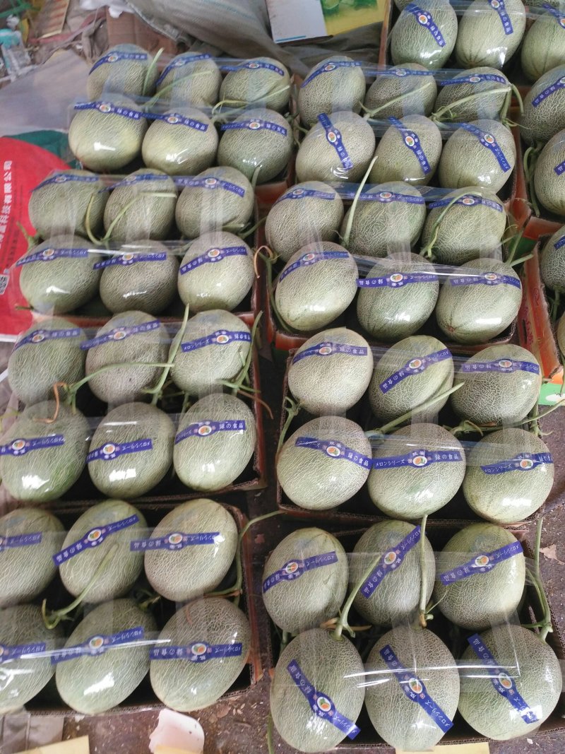 瓜果类