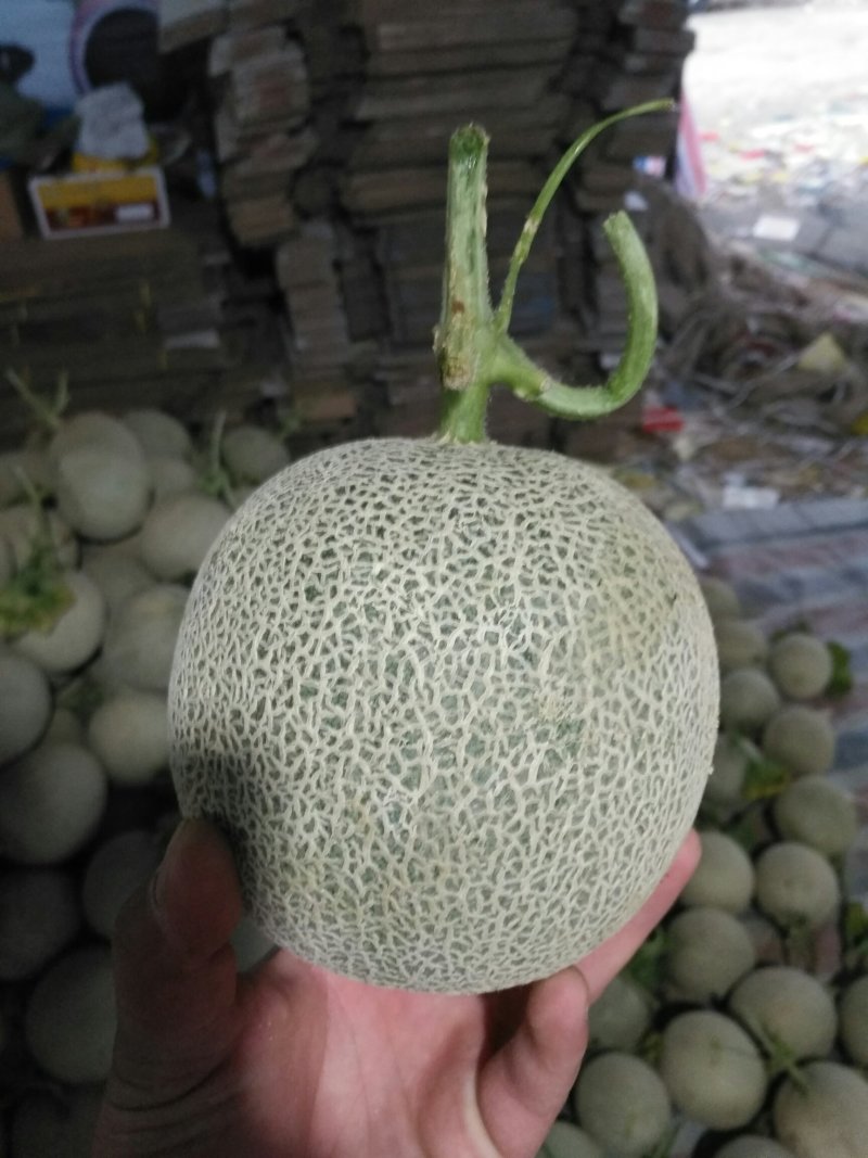 瓜果类