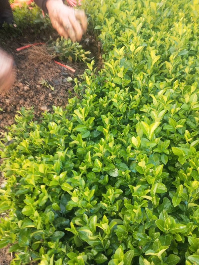卫矛苗卫矛小苗卫矛床苗卫矛树苗卫矛球量大优惠
