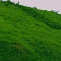 护坡狗牙根草籽草坪种子耐践踏净子狗牙根种子耐旱耐热