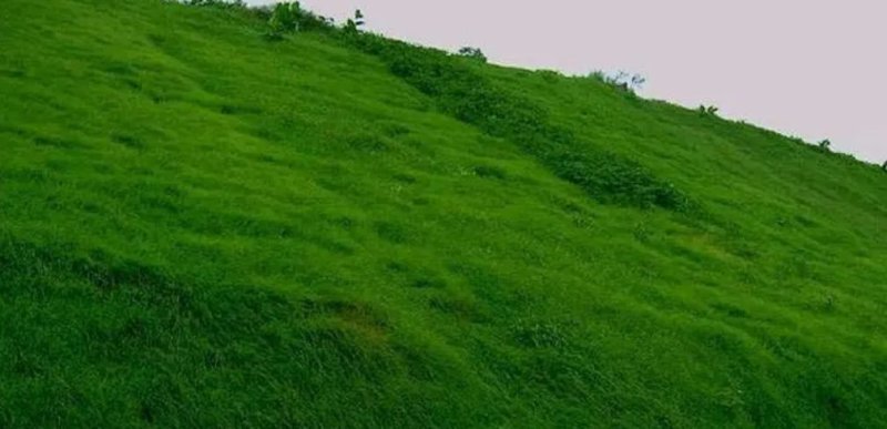 护坡狗牙根草籽草坪种子耐践踏净子狗牙根种子耐旱耐热