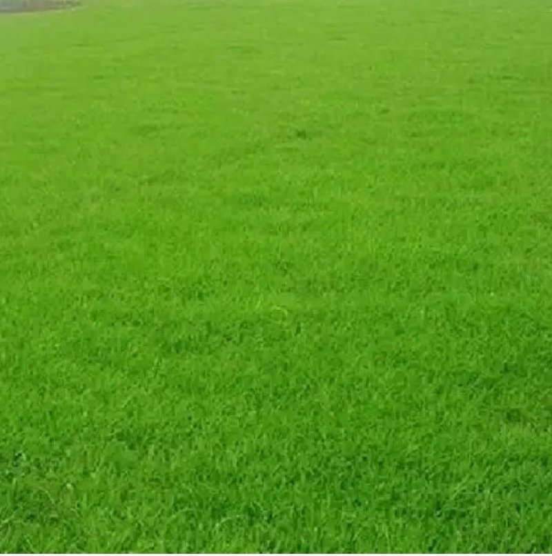 护坡狗牙根草籽草坪种子耐践踏净子狗牙根种子耐旱耐热