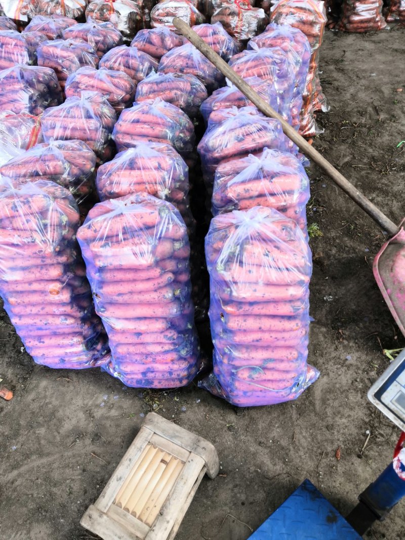 沃土5号，实验一土豆精品河南南阳产地直销！！！！！！！