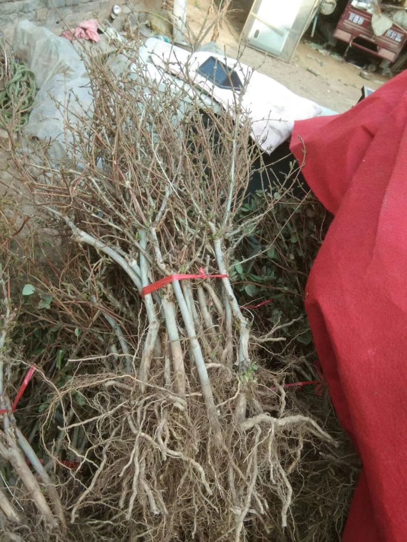 【产地直供】金银花苗河南封丘正宗树型大毛花金银花盆景金银