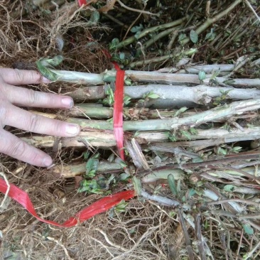【产地直供】金银花苗河南封丘正宗树型大毛花金银花盆景金银
