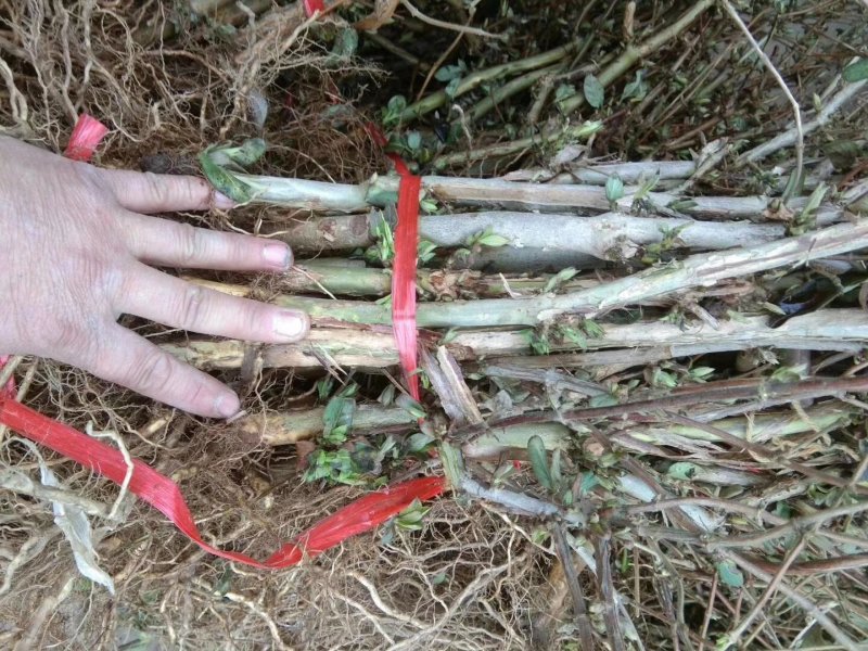 【产地直供】金银花苗河南封丘正宗树型大毛花金银花盆景金银