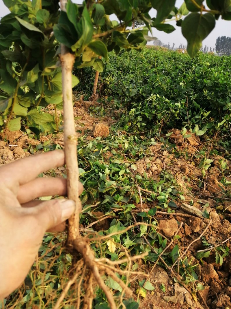 【产地直供】金银花苗河南封丘正宗树型大毛花金银花盆景金银