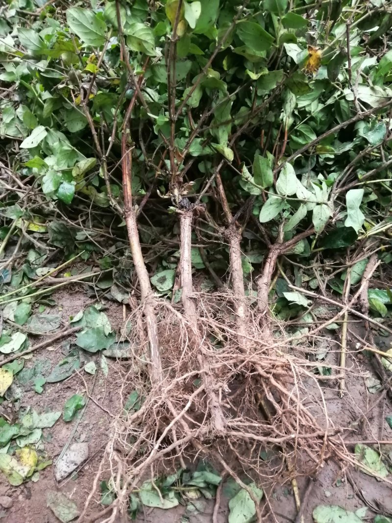 【产地直供】金银花苗河南封丘正宗树型大毛花金银花盆景金银