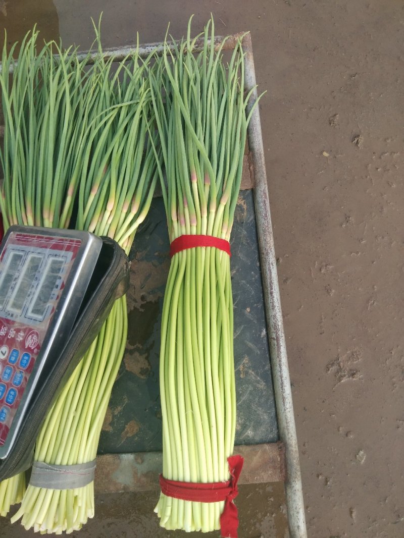 蒜薹，本地长年供应各种蔬菜