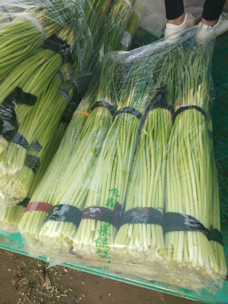 蒜薹，本地长年供应各种蔬菜