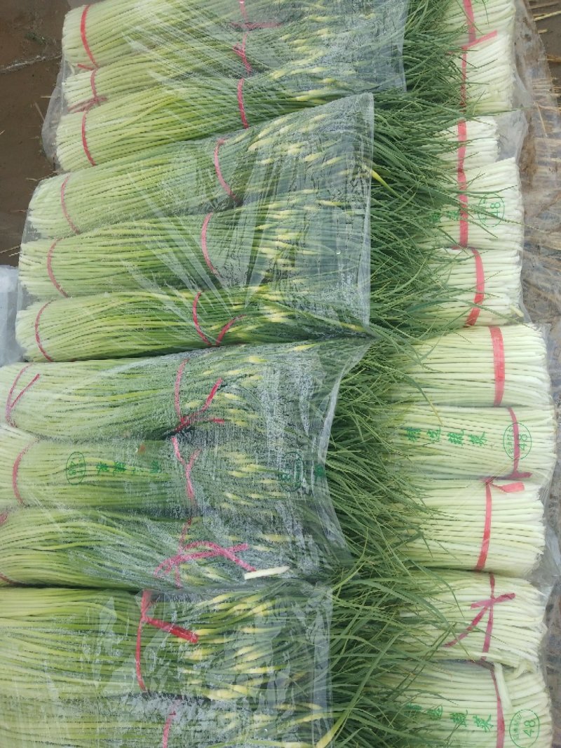蒜薹，本地长年供应各种蔬菜