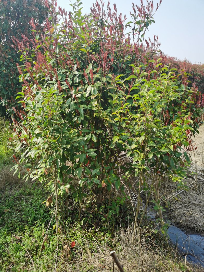 红叶石楠球1米冠，2米红叶石楠球，红叶石楠球