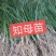 知母苗产地直发大量有货可回收保质保量自家种植