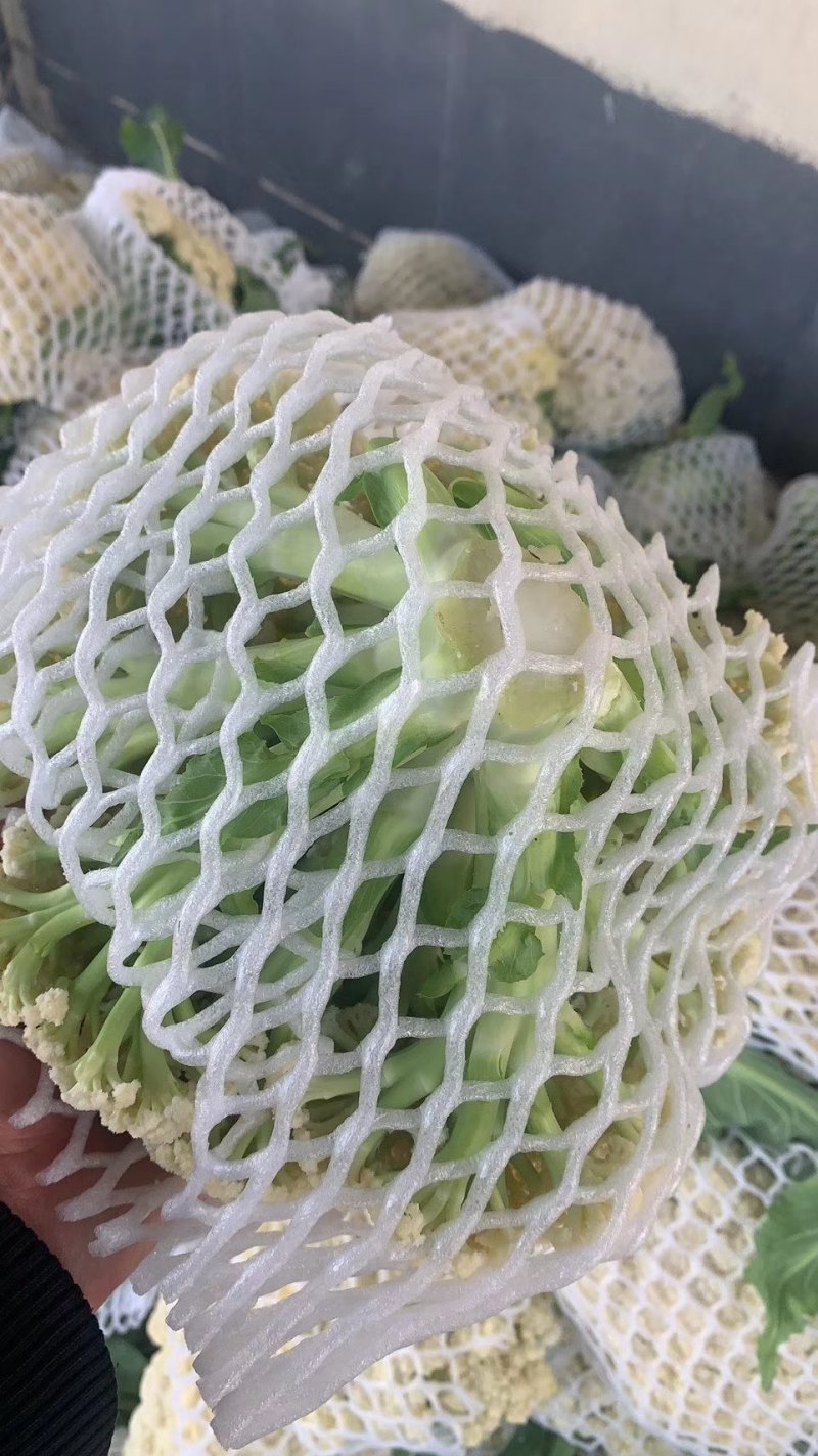 【推荐】有机花菜质量好大量供应欢迎各位老板前来考察收购