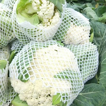 【推荐】有机花菜质量好大量供应欢迎各位老板前来考察收购