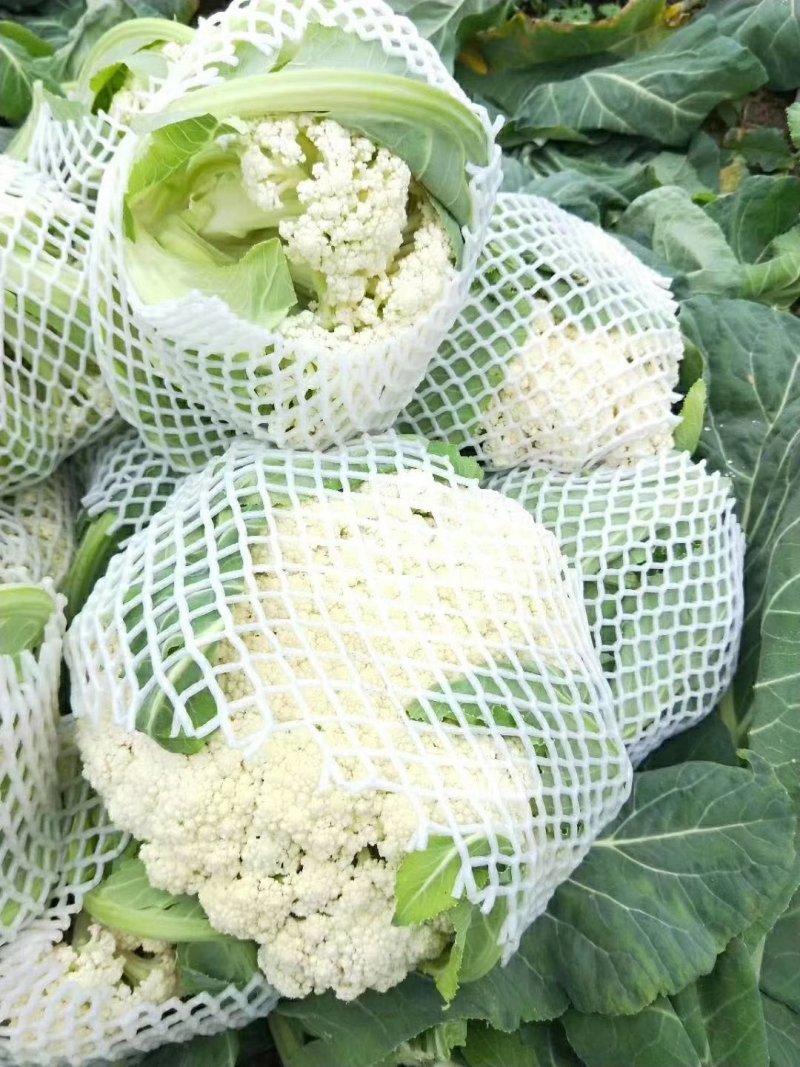 【推荐】有机花菜质量好大量供应欢迎各位老板前来考察收购