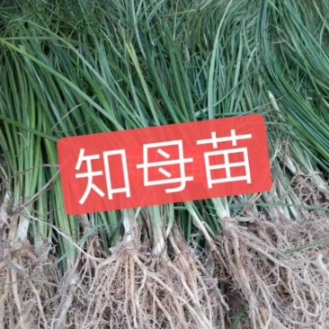 安徽亳州知母苗大量现货保质保量量大从优一手货源品质好