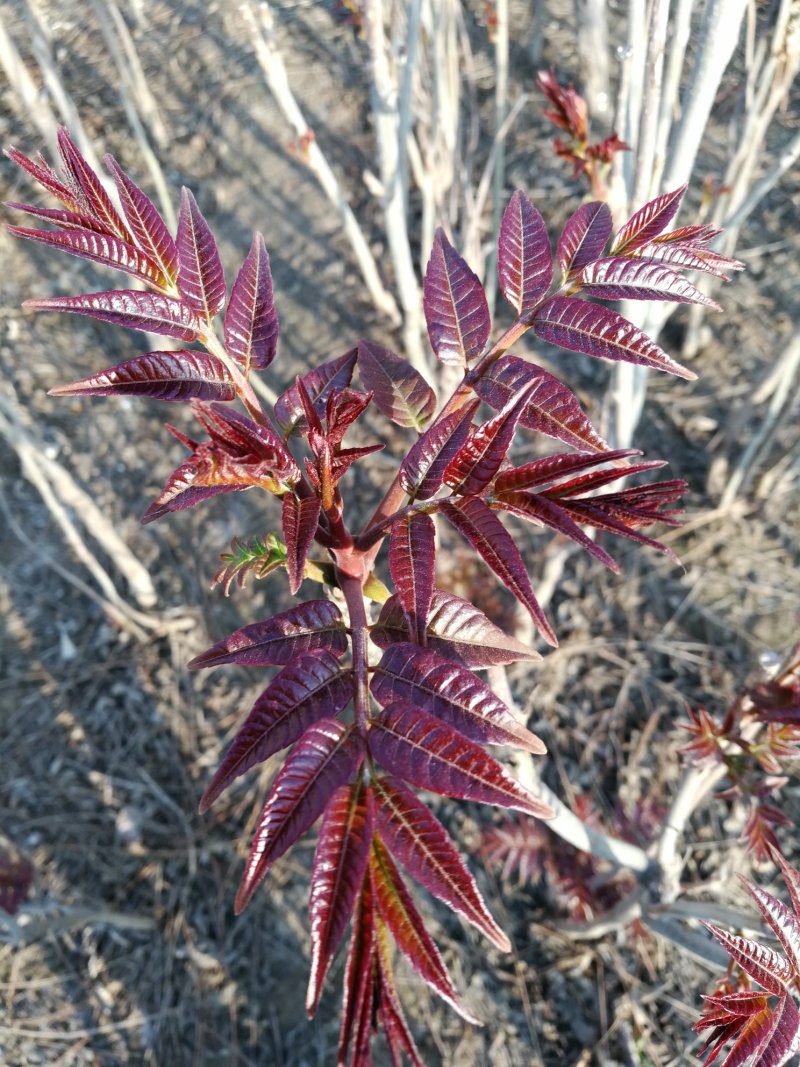 【精品】红油香椿种子香味足口感好叶片鲜艳大红