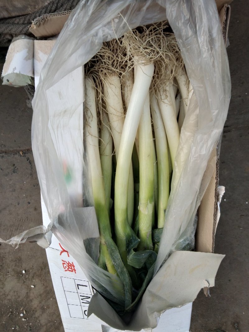 大葱，本地长年供应各种蔬菜