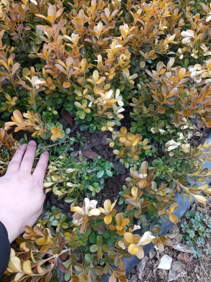 农户小叶黄杨苗，小叶黄杨分栽苗