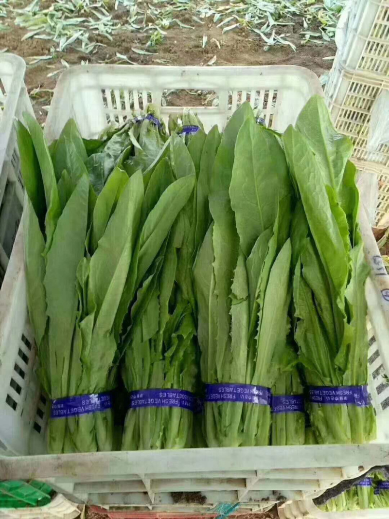 【新鲜现挖】小白菜，山东小白菜，万亩种植基地承接商超批发