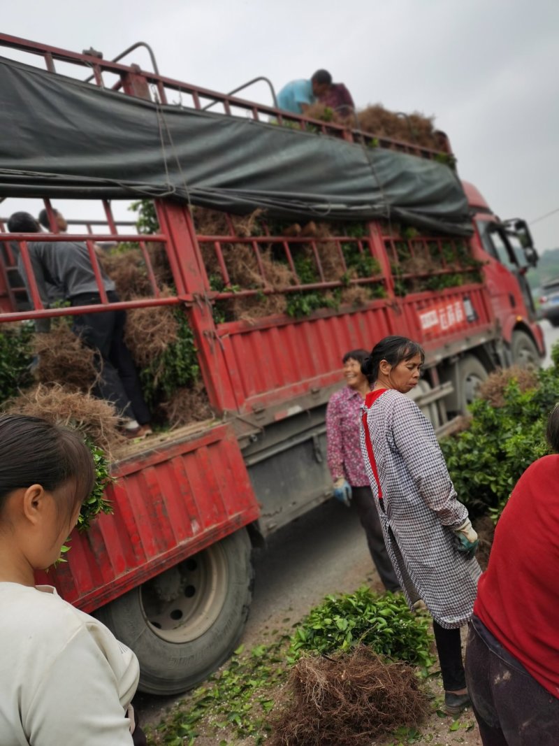 091无核沃柑一级苗百株包邮正品保障（免费技术支持）