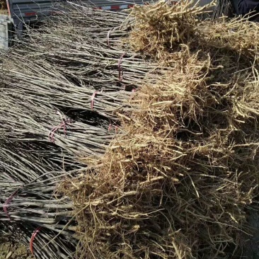 文冠果苗，已挂果，油用，药用，耐寒耐冻优良品种！